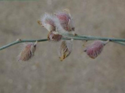 Краснокнижный астрагал исчезает на Ставрополье из-за хозяйственной деятельности