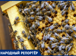 Пчелы вновь гибнут на Ставрополье