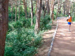 Хвойные породы массово умирают в Кисловодском нацпарке