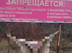 На Ставрополье браконьеры развесили окровавленные шкуры на стендах о запрете охоты