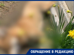 Труп отравленной собаки нашли волонтеры на кладбище в Ставропольском крае