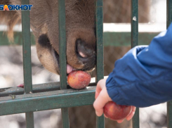 В Ставропольском крае осел напал на 8-летнюю девочку 