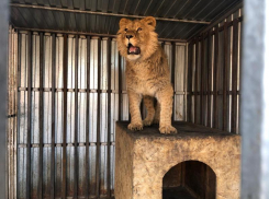 Льва по кличке «Симба» нашли в вольере у жителя Ставрополья 