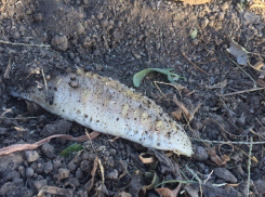 Гигантские черви-мутанты в огороде жутко напугали жителя Ставрополья