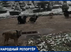 Стая бездомных собак возле Дворца детского творчества в Ставрополе удивила местных жителей