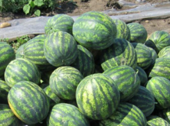 Арбузные развалы запретили в Ставрополе 