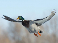 Летящая утка стала виновницей ДТП с участием майора полиции на Ставрополье 