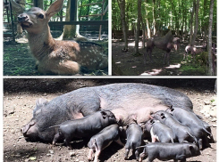 Настоящий бэби-бум устроили животные зоопарка в Ставрополе