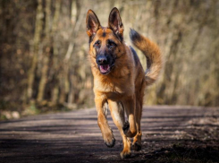 На Ставрополье девушка за рулем автомобиля спасла собаку ценой своего здоровья