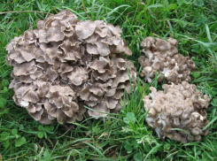 Гриб-баран исчезает на Ставрополье