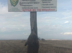 В заказниках на Ставрополье усилили егерские рейды после инцидента с убийством косули и кабанов