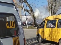 На одной из улиц Ставрополя загорелось дерево