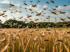 Почти 10 миллионов рублей запланировали на борьбу с саранчой Ставропольские власти  