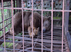 Медведицу три года кормят помоями и не убирают клетку в санатории  Ессентуков 