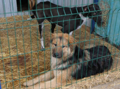 Всего 4 собаки удалось пристроить из прослывшего «живодерней» приюта в Георгиевске