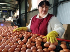 Куриными яйцами завалить Ставрополье собирается сельская птицефабрика 