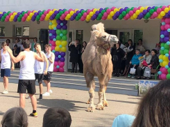 Верблюда-старшеклассника заметили на последнем звонке в школе Ставрополя