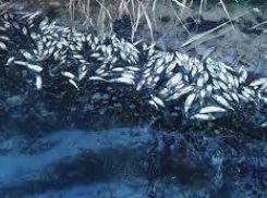 Руководство спиртзавода отрицает свою причастность к гибели речной живности