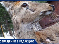 Заживо гниющий оленёнок погибает в заповеднике Карачаево-Черкессии