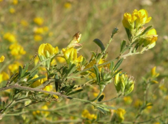 Ставропольская люцерна решетчатая была внесена в Красную книгу