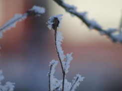 Заморозки до -1 и туман навестят Ставрополье 16 ноября