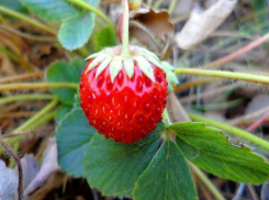 На Ставрополье планируют удвоить производство земляники до 200 тонн