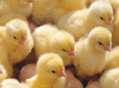 Выводок новорожденных цыплят сгорел заживо во внезапно вспыхнувшей постройке на Ставрополье