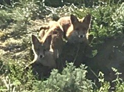 Очаровательные лисята довели до умиления жителей Ставрополя 