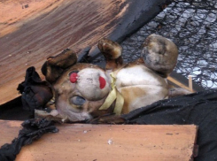 Семья с 2-летним ребенком сгорела в пожаре из-за уснувшего с сигаретой молодого мужчины на Ставрополье 