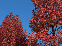 В четверг на Ставрополье будет тепло и ветрено