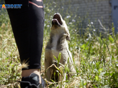 Иск из-за бездомной собаки подал зампрокурора Ставрополя на администрацию города