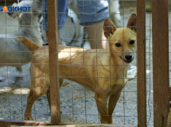 Законопроект об эвтаназии бездомных собак внесен в Госдуму после трагедии в Ставрополе
