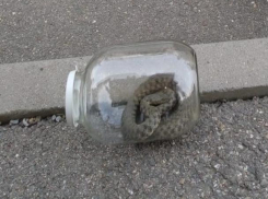 В детский сад Ставрополя заползла агрессивная змея 