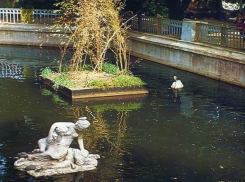 Прежде и теперь: кто теперь обитает в пруду Центрального парка Ставрополя