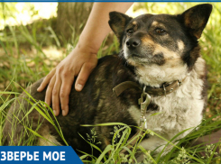 Милая собака Матрёна из Ставрополя ищет дом