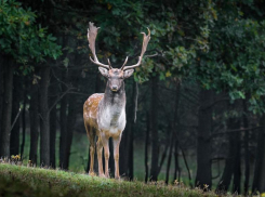 Власти Ставрополья позволили отстреливать одного оленя в год