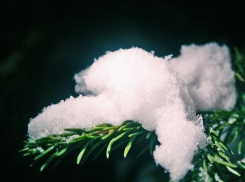 Скандальную елку в Лермонтове уберут 