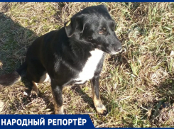 Пять тысяч рублей нашедшему питомца готов отдать житель Ставрополя