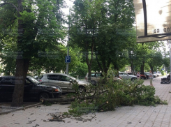 Три дерева рухнули из-за сильного ветра в Ставрополе 