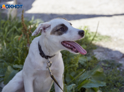 Спасти собак от отлова с помощью ошейников пытаются жители Железноводска