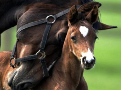 Провалившегося в глубокий колодец жеребенка вызволили из бетонного плена на Ставрополье