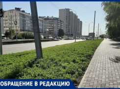 «Амброзия в подарок»: жительница Ставрополя пожаловалась на результат благоустройства двора