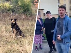 Жители Кисловодска требуют наказать убийц дворовых собак