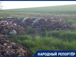 Биологические отходы выбросили в поля Ставропольского края