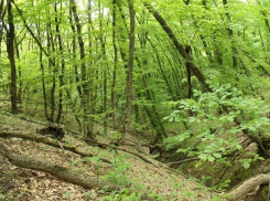 Ставропольский «Русский лес» будет увеличен на 20 гектаров 