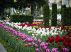 Администрация Ессентуков заключила незаконный контракт