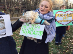 Ставропольчане потребовали ужесточения статьи УК за издевательство над животными