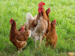 Инфекционную болезнь обнаружили у домашних кур на Ставрополье