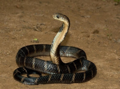 Целый выводок ядовитых змей обнаружили в жилом доме на Ставрополье