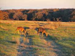 Куропатки, зайцы и фазаны: на Ставрополье растет число охотничьих животных